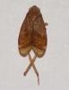 Coelidiinae inconnu